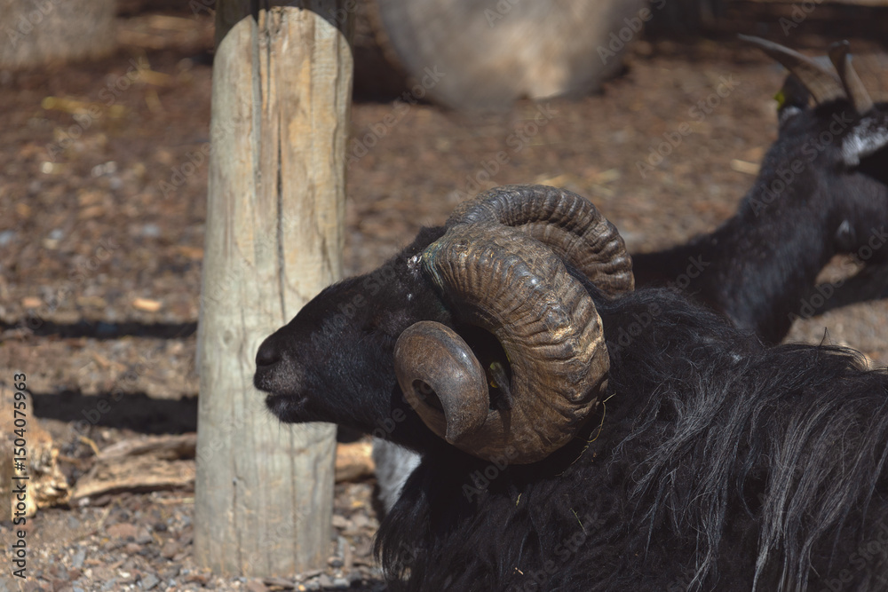 Closeup of black sheep lying under the sun and enjoying the day in the zoo. Life domestic animals in the farm Closeup of black sheep lying under the sun and enjoying the day in the zoo. Life domestic animals in the farm
