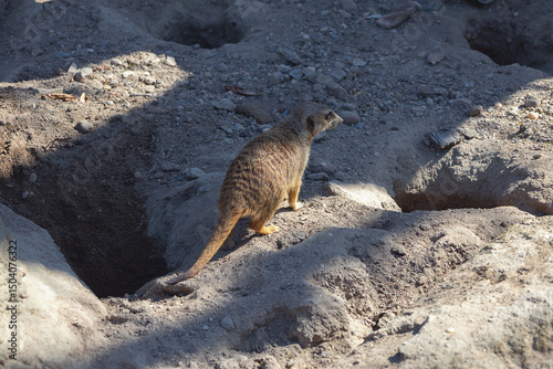 Common meerkat (Suricata suricatta) in the zoo. Small mammal animal living in Africa. Animals in wildnature and in a natural environment.