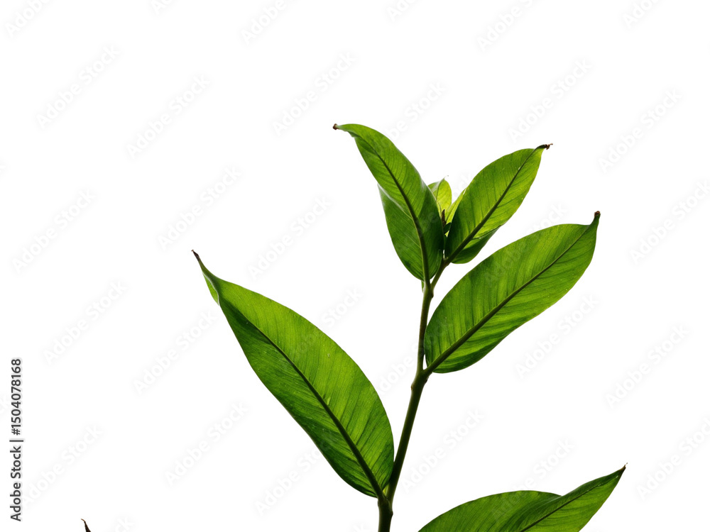 Fototapeta premium green leaves isolated on white background