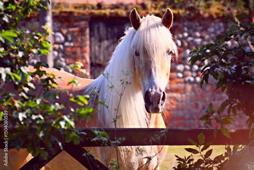 Horse posing in profile