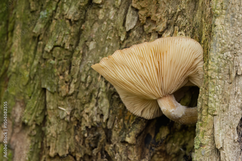 Fototapeta premium white mushroom with large round cap, lamellae of a white mushroom on the bark, mycelium growing on a tree bark, mushrooms in the forest, close-up of mycelium, tree bark