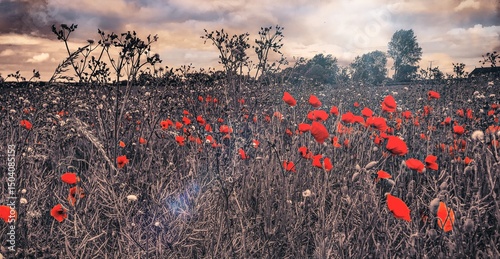 poppy field at sunset