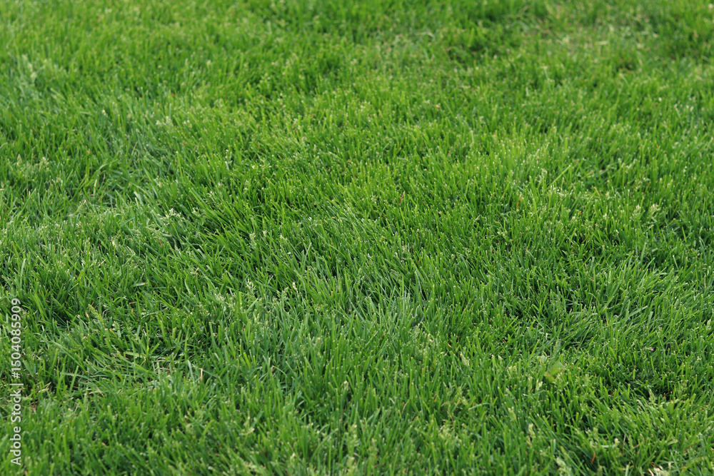 Obraz premium Mown green lawn. Natural background. Grass with selective focus. Green grass on the lawn, background. Mown lawn in the park or in the country. Summer background