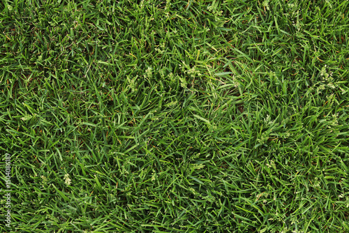 Fotografie Top view of a mown lawn