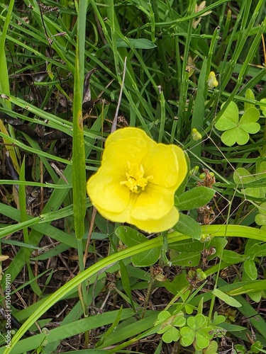 yellow flower in the garden