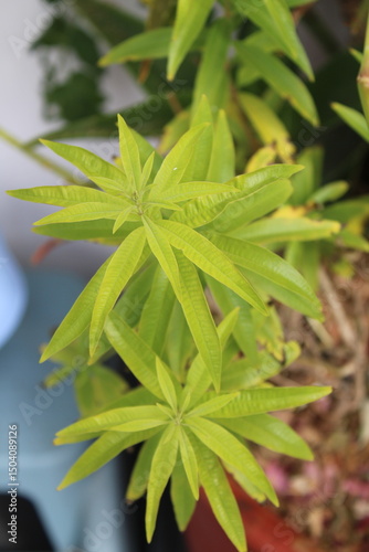 Lemon verbena, Verveine citronelle, Erba luigia, Lúcia lima, Cedrón, Zitronenstrauch - Aloysia citrodora - Verbenaceae