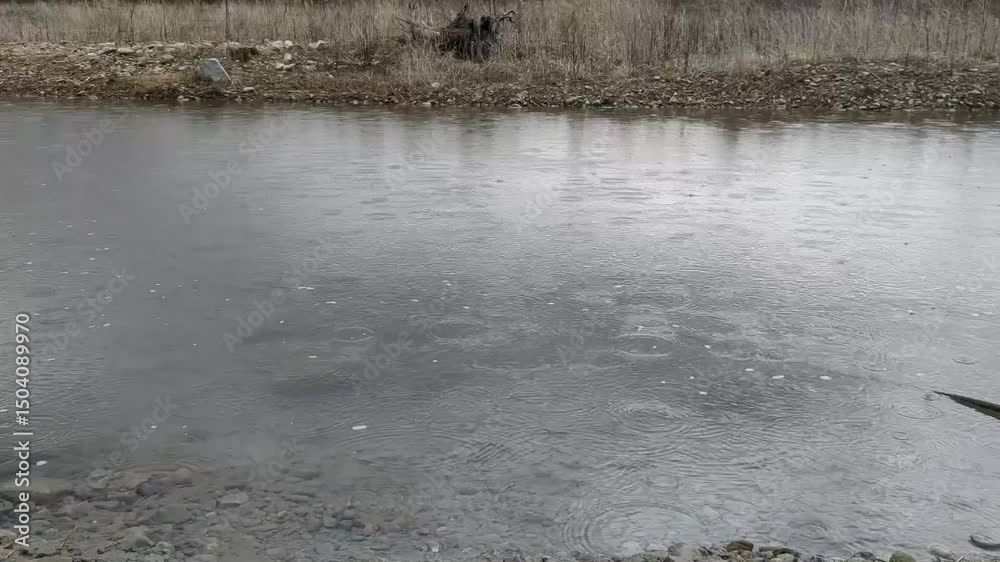 Rain droplets create ripples on a serene river surface in a calm outdoor setting