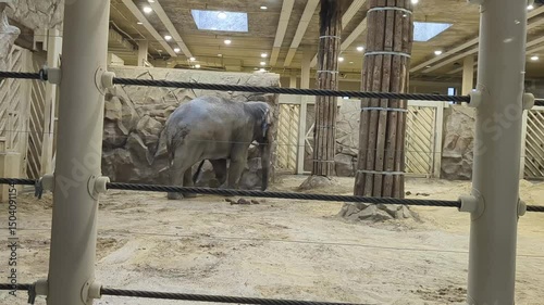 Elephant explores indoor habitat at wildlife facility during afternoon
