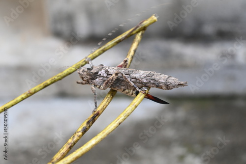 Nycteola revayana. Its common names oak nycteoline, Nolidae and Noctuoidea. It is a moth of the family Nolidae. It is found  Europe Japan and India.