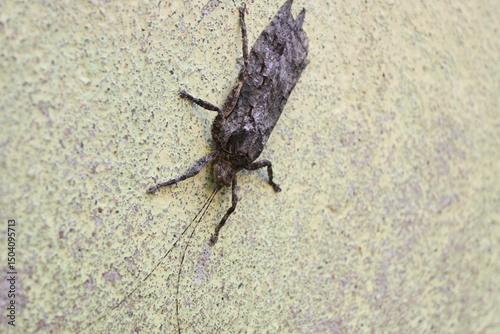 Nycteola revayana. Its common names oak nycteoline, Nolidae and Noctuoidea. It is a moth of the family Nolidae. It is found  Europe Japan and India.