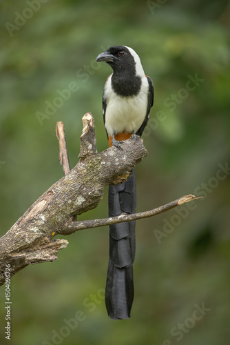 White-bellied treepie perched on a branch photo