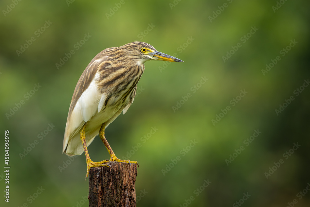 Indian pond heron perched on a branch Indian pond heron perched on a branch