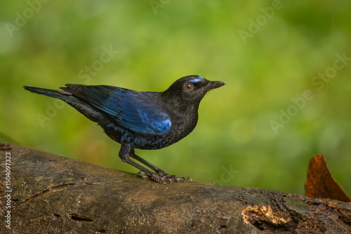 Malabar whistling-thrush perched on a tree log