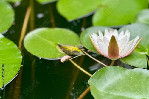 Wallpaper Mural lotus flower in the pond Torontodigital.ca