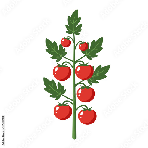Tomato plant with red fruits and green leaves on white background - Concept of gardening icon  