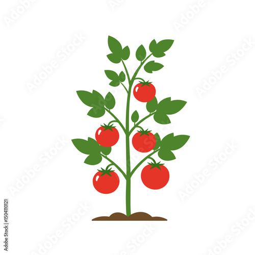 Tomato plant with ripe tomatoes growing in soil on a white background  