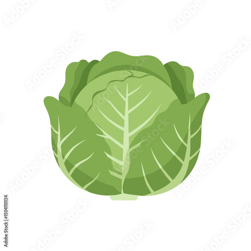 Fresh green cabbage vegetable isolated on white background, gardening icon  