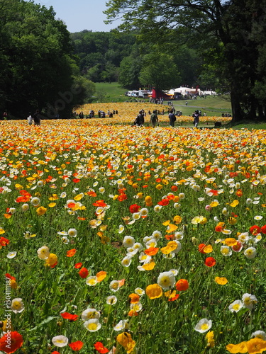 the beautiful colorful corn poppy in the park	