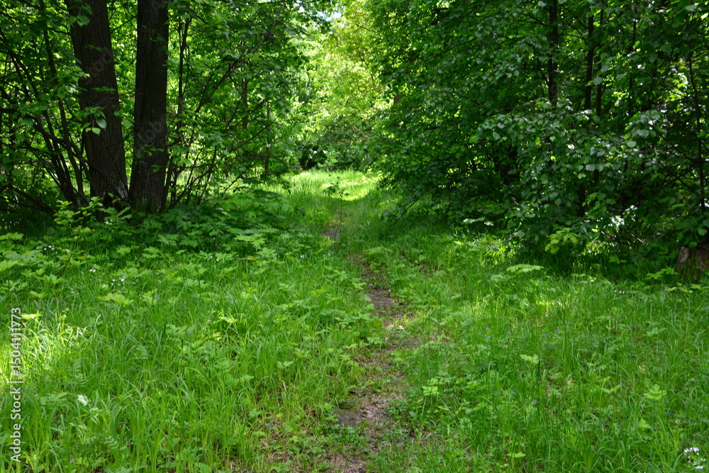 Fototapeta premium A sunlit path winds through a lush green forest with green trees