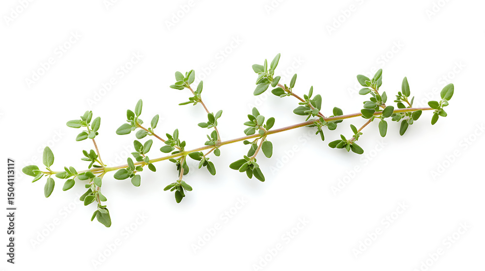 Obraz premium parsley isolated on white background
