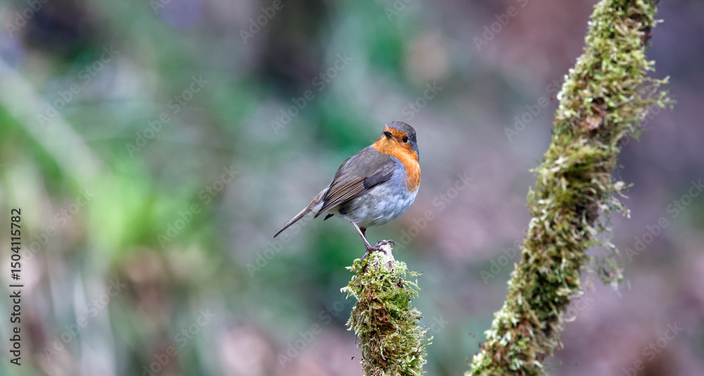 Obraz premium Eurasian robins perched in the woods