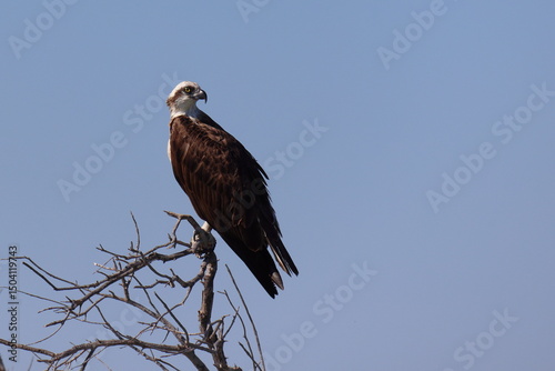 Australasian Osprey (Pandion Haliaetus Cristatus, eastern osprey) on perch, overlooking Murchison River, Kalbarri, Western Australia. Also known as sea hawk, river hawk, fish hawk