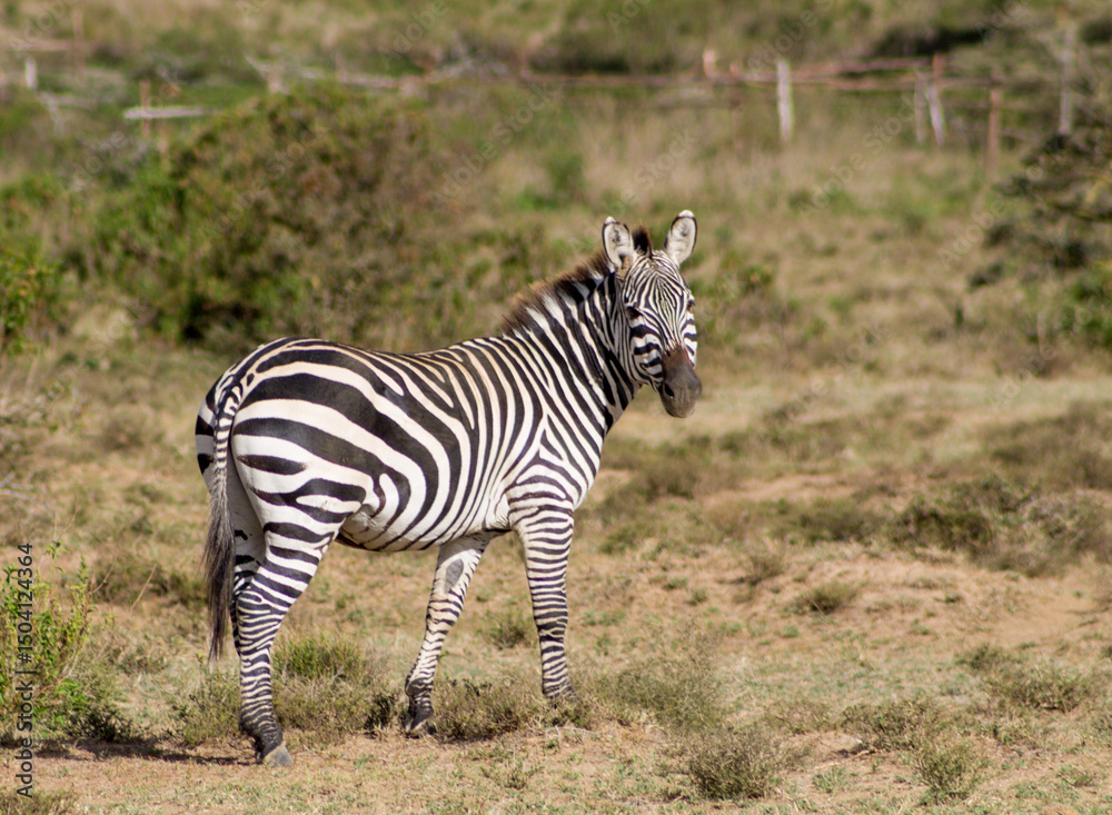 Obraz premium Zebras in African savana on dry grass at safari game wild nature in Masai Mara, Amboseli, Samburu, Serengeti Tsavo national parks of Kenya and Tanzania. Zebra mammal animal wildlife in Africa savannah