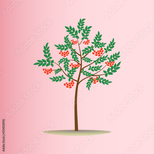 rowan tree summer