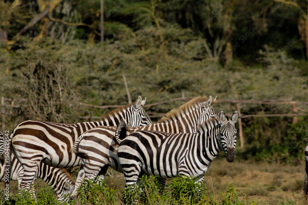 Obraz premium Zebras in African savana on dry grass at safari game wild nature in Masai Mara, Amboseli, Samburu, Serengeti Tsavo national parks of Kenya and Tanzania. Zebra mammal animal wildlife in Africa savannah