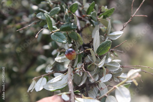 condalia viridis or Green snakewood wild tree with fruits photo