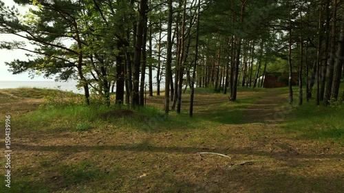 Wallpaper Mural A Stunning Aerial View of a Serene Forest Pathway Leading to a Beautiful and Tranquil Shoreline by the Sea Torontodigital.ca