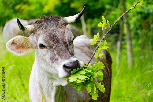Wallpaper Mural Cow of breed named Rätisches Grauvieh on meadow eating leaves of oak tree at organic farm at Swiss City of Zürich on a spring morning. Photo taken May 25th, 2025, Zurich, Switzerland. Torontodigital.ca