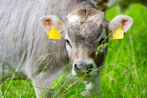 Wallpaper Mural Cow of breed named Rätisches Grauvieh on meadow at organic farm at Swiss City of Zürich on a spring morning. Photo taken May 25th, 2025, Zurich, Switzerland. Torontodigital.ca