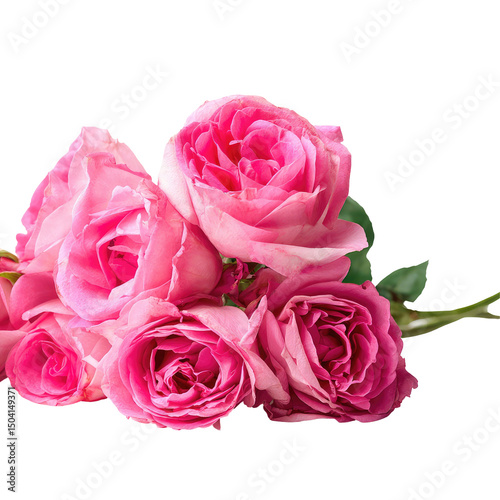  Pink Roses Isolated on Transparent Background