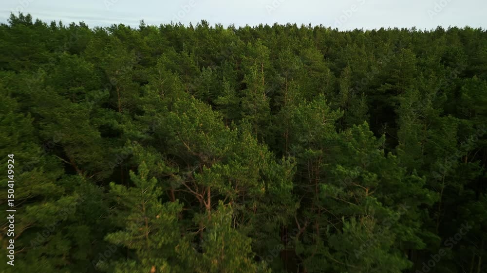 custom made wallpaper toronto digitalA Stunning Aerial View of a Lush Green Pine Forest An Artful Depiction of a Serene Nature Landscape