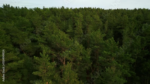 Wallpaper Mural A Stunning Aerial View of a Lush Green Pine Forest An Artful Depiction of a Serene Nature Landscape Torontodigital.ca