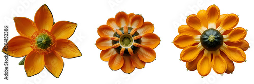 Set of A Orange Squash Blossom isolated on a transparent background