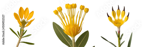 Set of A yellow Kangaroo Paw Flower isolated on a transparent background