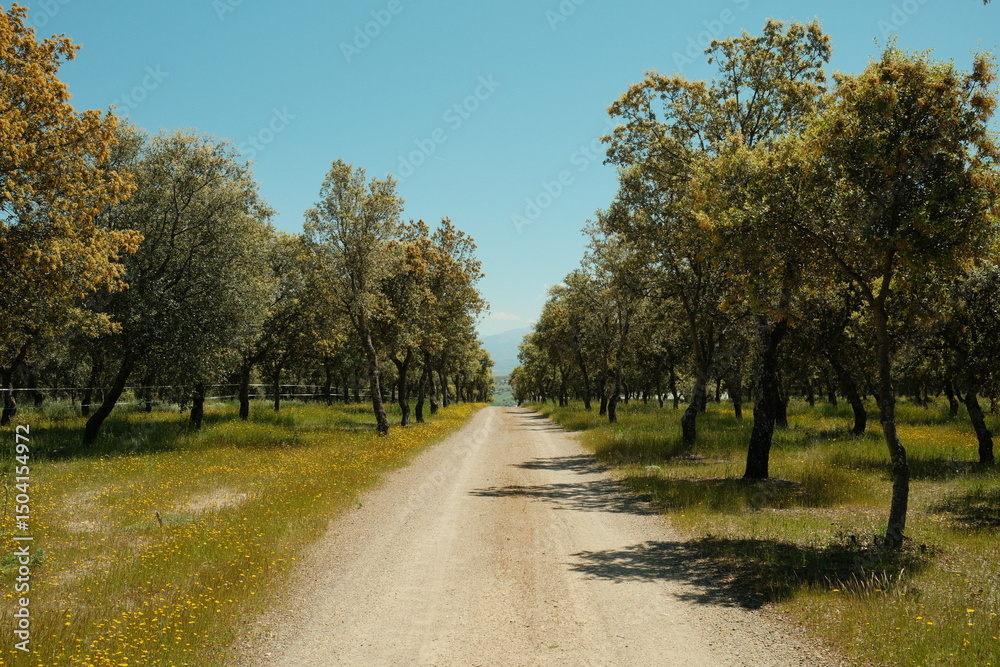 Naklejka premium Encinar de encinas con un camino en el centro