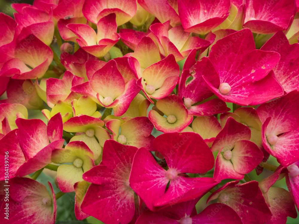 Vivid Pink and Yellow Hydrangea Blossoms Abundant Vivid Pink and Yellow Hydrangea Blossoms Abundant