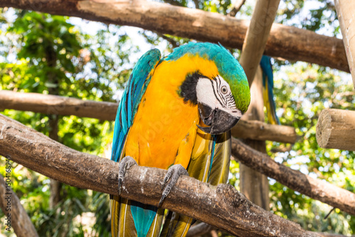 Parrot at Port Oasis Eco Park in Cartagena, Colombia. Blue-and-yellow Macaw (Ara ararauna).