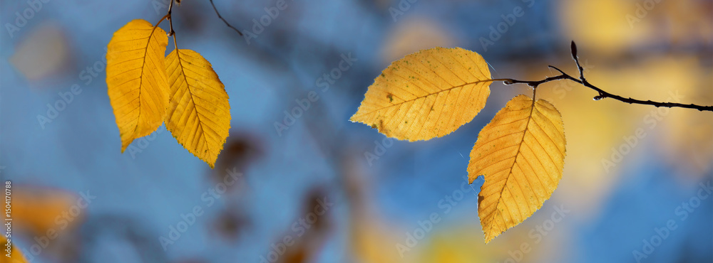 Fototapeta premium Yellow leaves of an autumn tree against a blue sky.