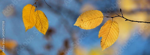 Yellow leaves of an autumn tree against a blue sky.