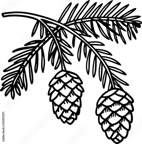 Black and white illustration of pine branches with detailed pine cones