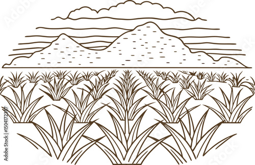 agave field landscape illustration with mountains and sky in background, linear art