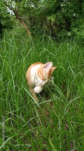 A single orange kitten sits cleaning itself in the grass.