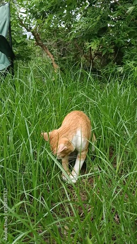 A single orange kitten sits in the grass.