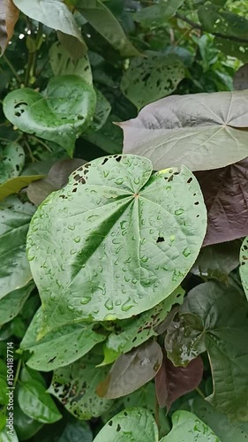Green leaves resembling hearts move in the humid forest.