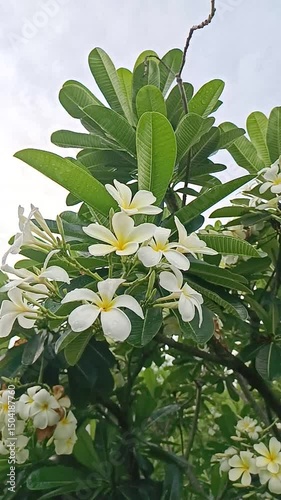 Vertical motion video of white flowers