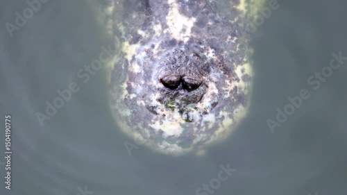 A head of the motionless crocodile in the water, top view